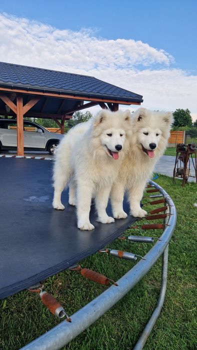 Szczeniaki Samoyed