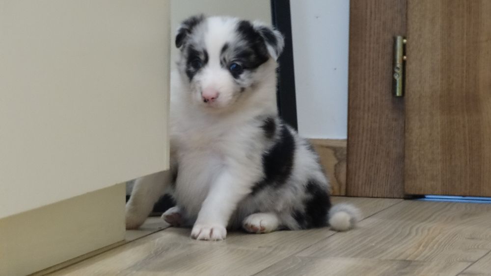 Border collie piesek z rodowodem