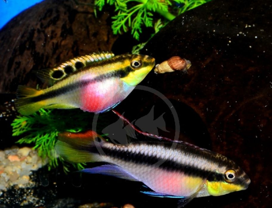 Kribensis (pelvicachromis pulcher)