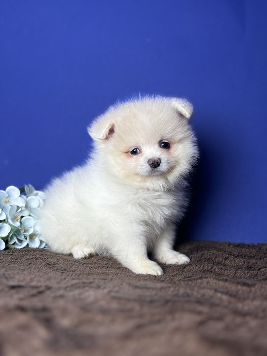 Гарне цуценя шпіца