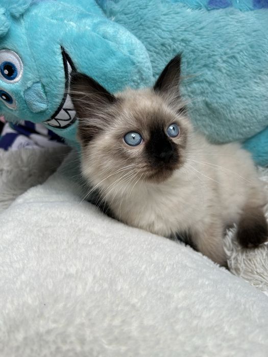 Kotla Ragdoll Zyta