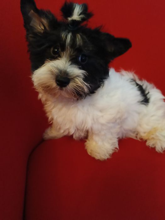 Samiec Yorkshire terrier biewer/ocean Pearl