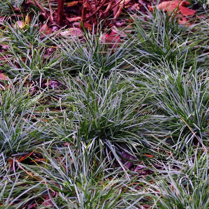 Sesleria skalna (Sesleria caerulea) Trawa ozdobna na skalniak 1.0L