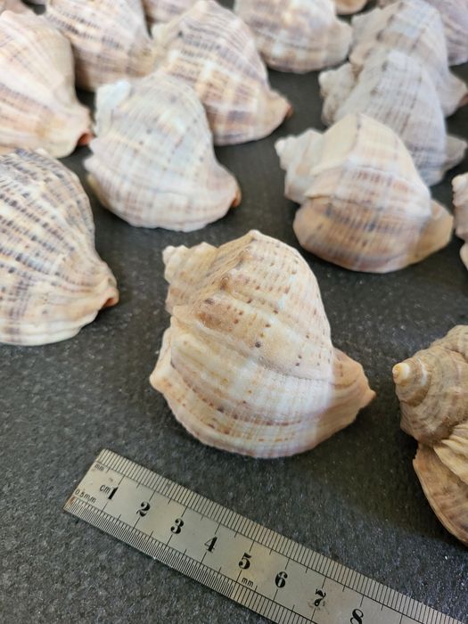 Ракушки  / Мушлі
