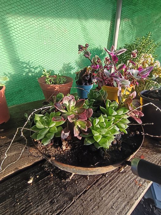 Mini Jardim Suculento – Arranjo Exclusivo em Vaso Vintage Reciclado!