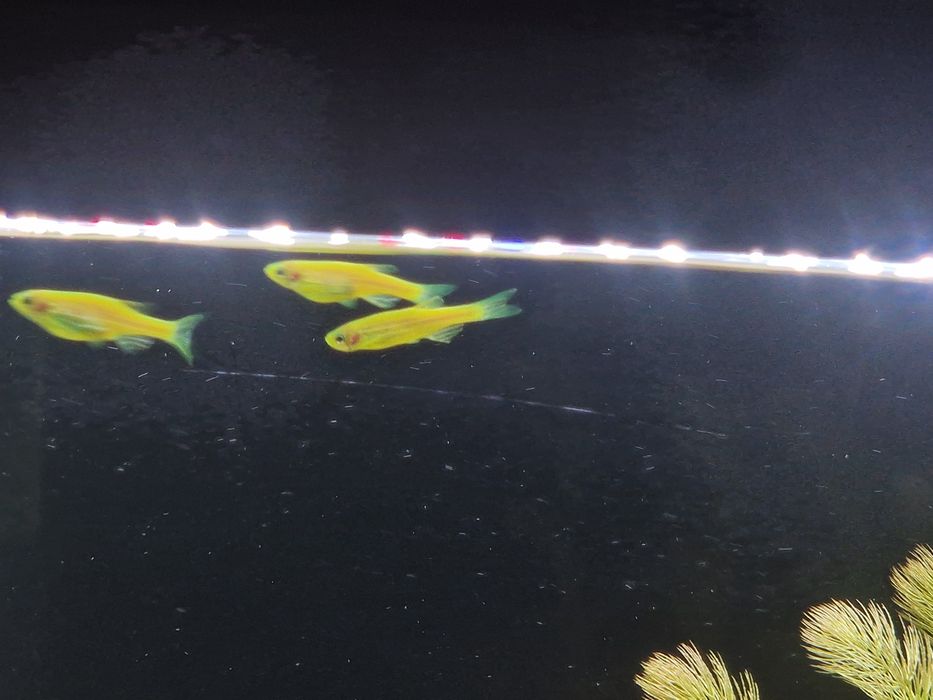Rybki fluo ( Danio )