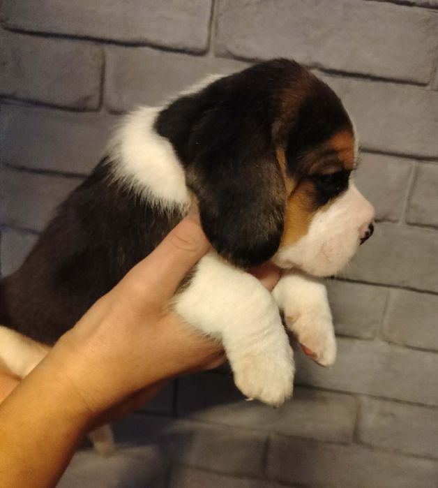 Beagle szczeniak