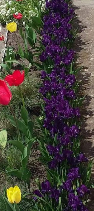 Іриси карликові ранні гіганти півники квіти рослини