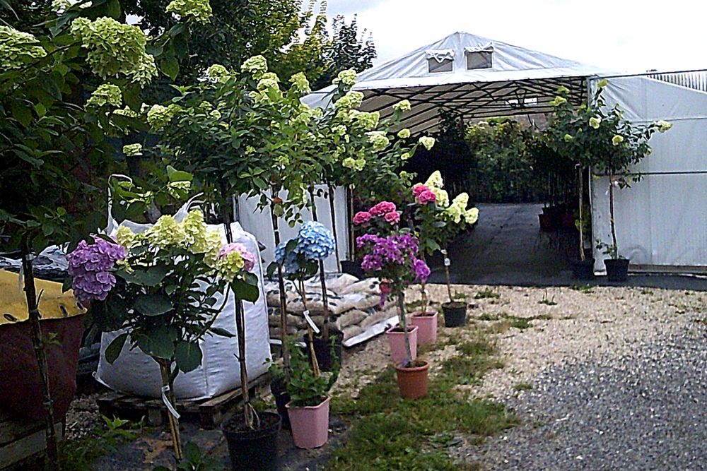 Hortensje Ogrodowe