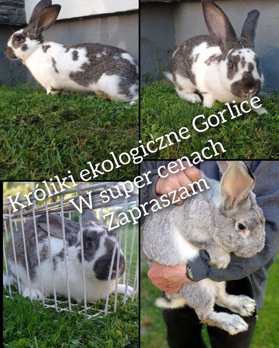 Króliki hodowane ekologicznie Gorlice