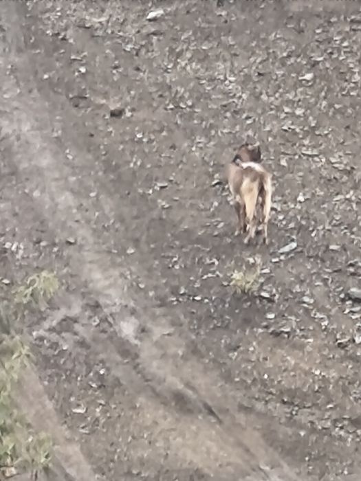 Vendo um Chivo em Moncorvo