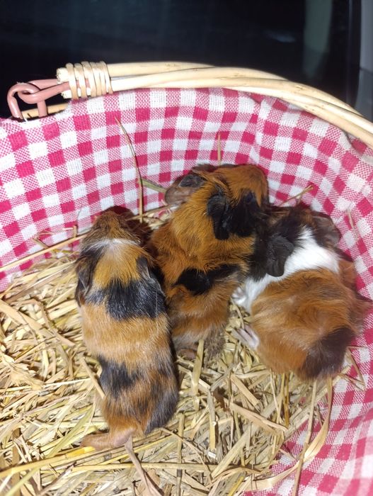 Macho disponível