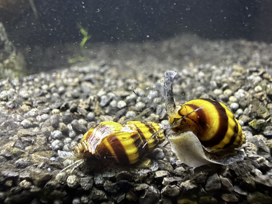 Buzios Helena (controlam pragas)