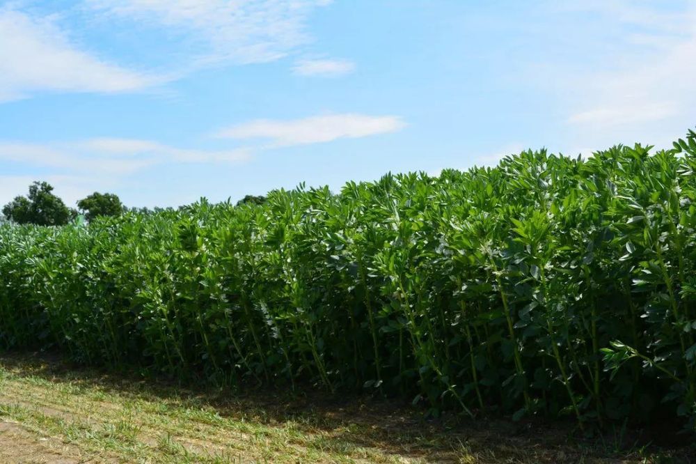 Bobik wysokobiałkowa roślina pastewna
