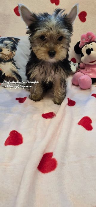 Yorkshire Terrier piesek stalowo złoty york