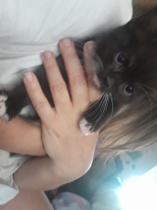 Віддам в добрі руки кошенят.