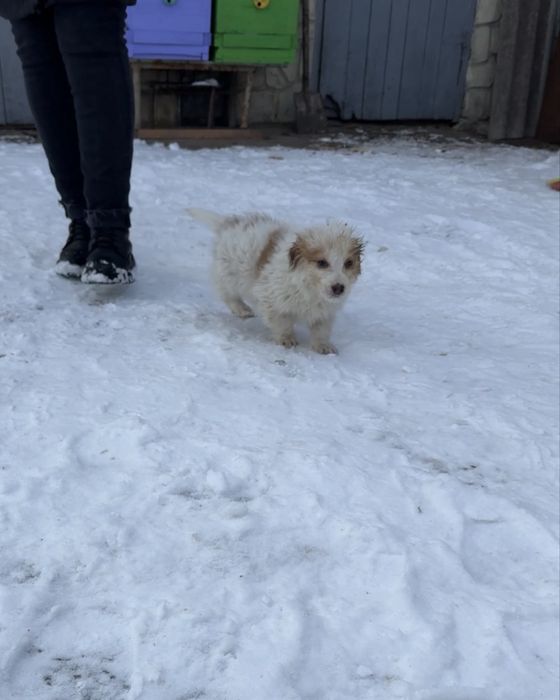 Цуценята шукають дім (від 22.10) - хлопчик