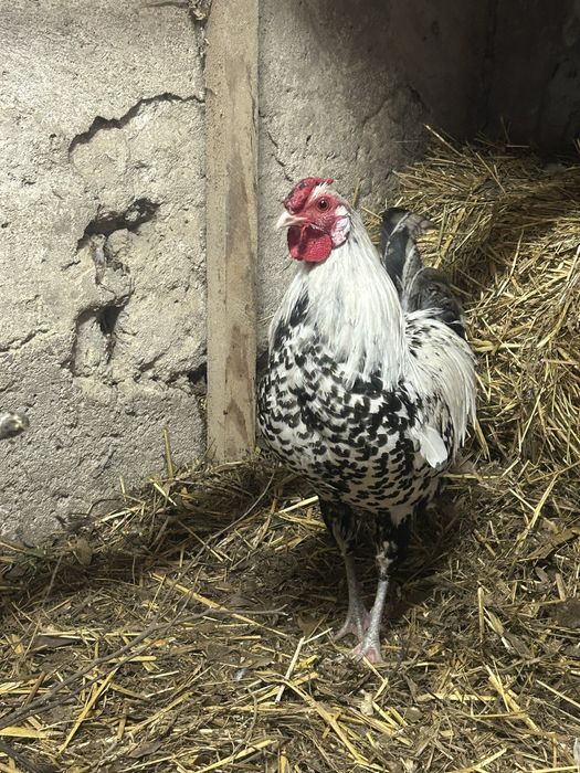 Kogut Hamburski roczny