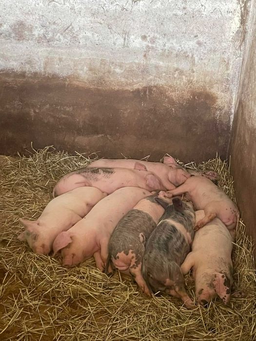 porcos Bísaro para vender com 5 meses