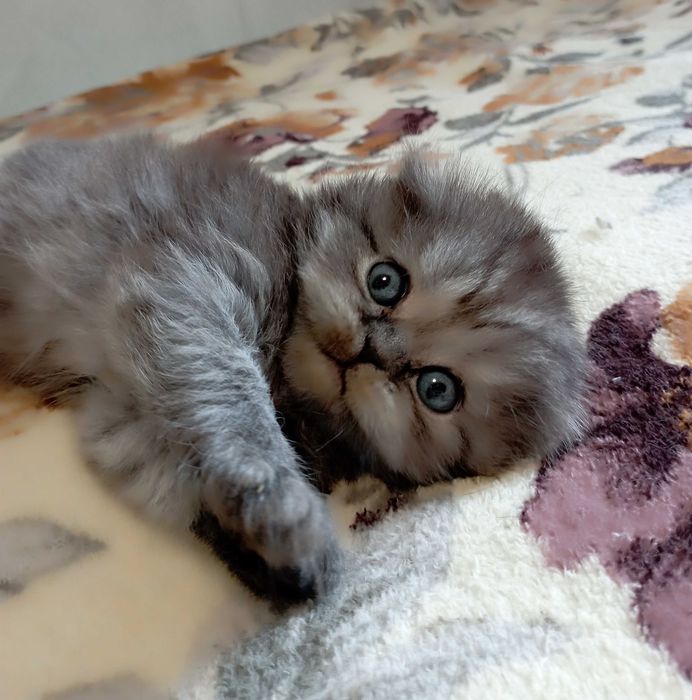 Шотландське кошеня забарвленням чорний дим