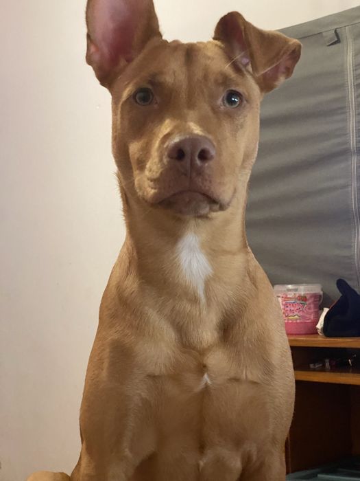 Adoção responsavel