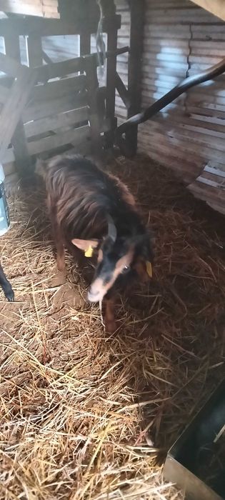 Cabras serranas e anãs
