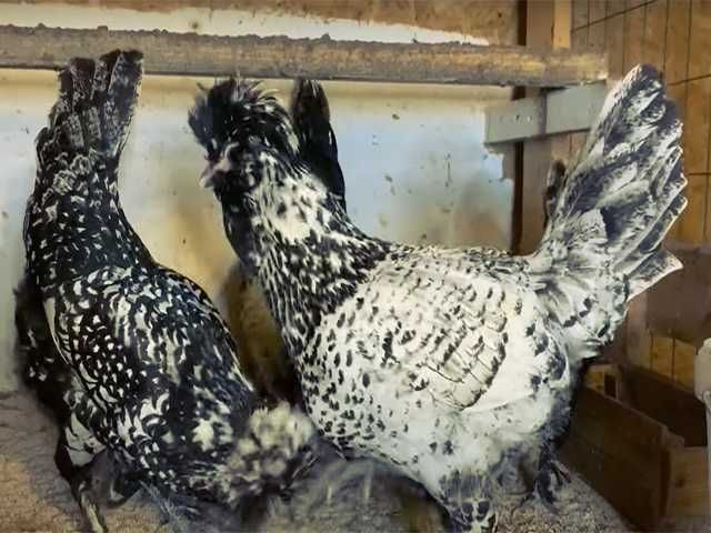 Яйцо на інкубацію курей Павлівська золото, срібло.