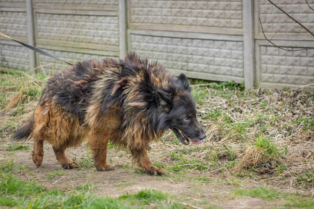 HEKTOR wszyscy go mijają, jego życie nic nie znaczy ?