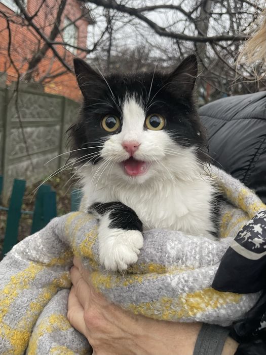 Кошеня (кішка, киця, дівчинка, котенок, кошка, девочка)