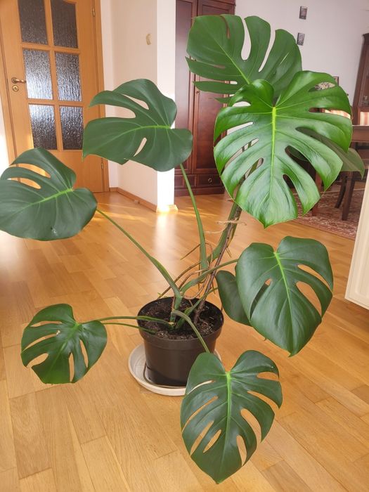 Duża monstera - kwiat doniczkowy