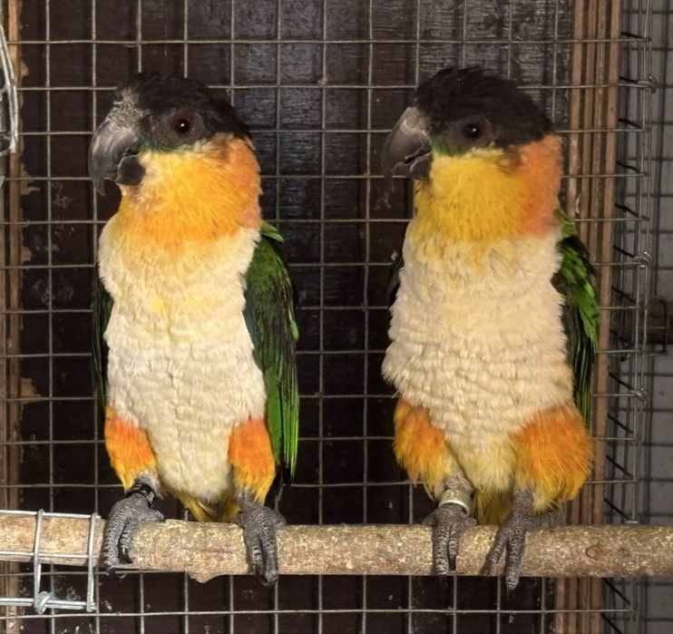 Pionites Melanocephalus ( Marianinhas cabeça preta )