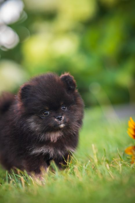 Pomeranian piesek szpic miniaturowy czarny podpalany black and tan