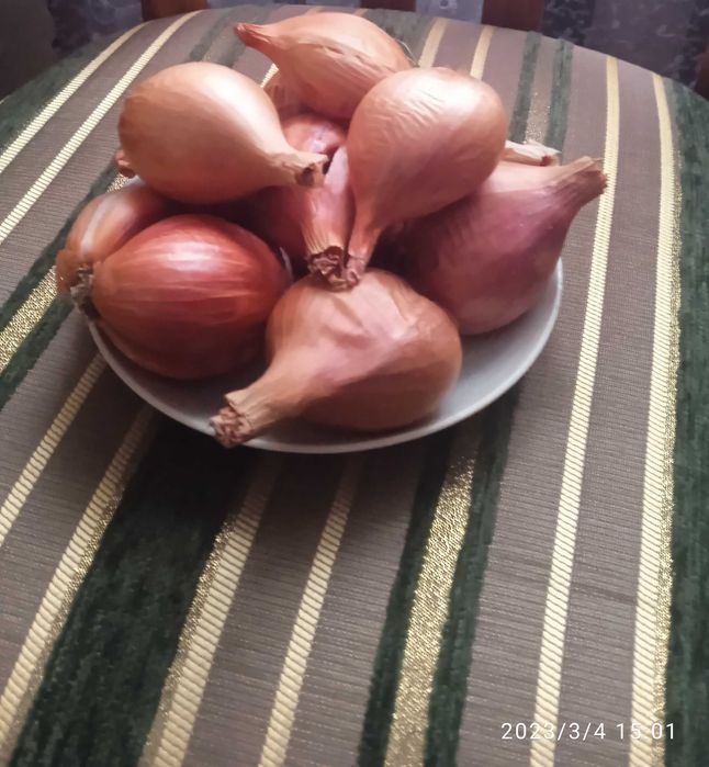 Цибуля шалот (кущівка) Зимова і весняна