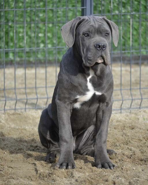 Сірий мачо Кане Корсо, Грей