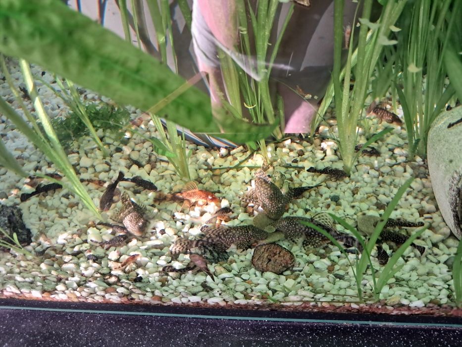 Glonojady niebieskie różne wielkosci