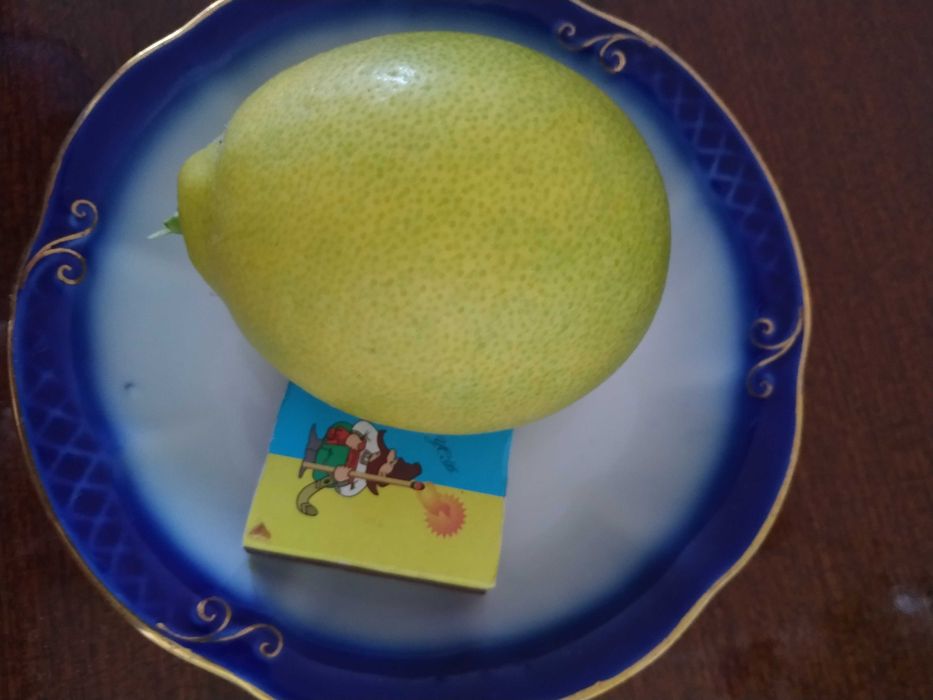 Лимони кімнатні рослини різного віку