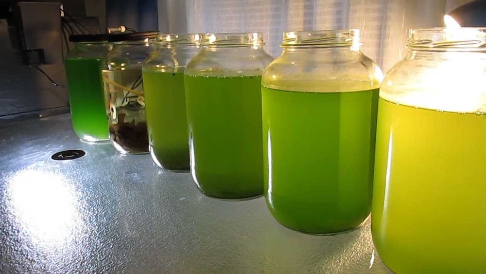 Fitoplâncton - Água verde - Green water