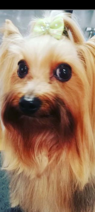 Yorkshire Terrier   fêmea
