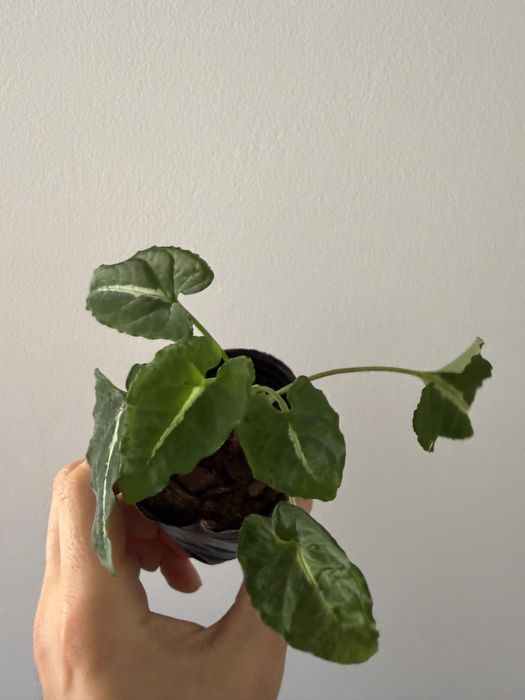 Syngonium variados ( milk confetti, mojito, albo, 3 kings, batik…)