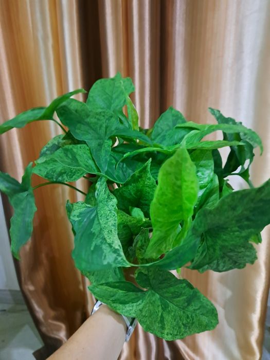 Віддам або обміняю живці сінгоніума Mojito