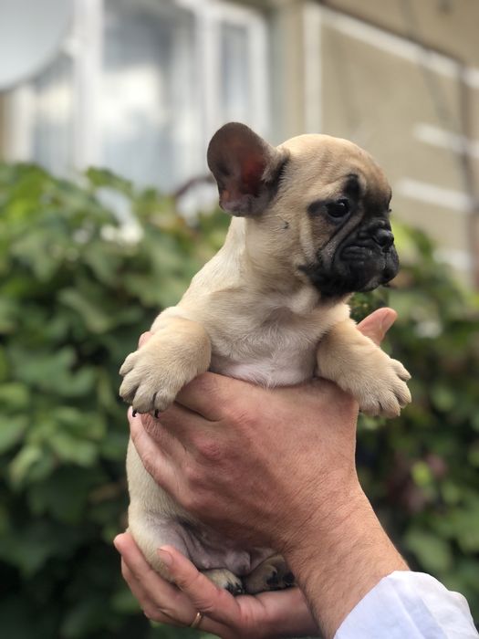 Французький бульдог