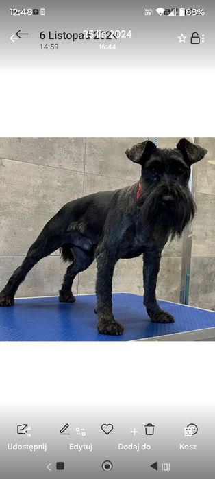 Sznaucer miniaturowy