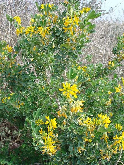 Árvore de alfafa (Medicago arborea) 10€