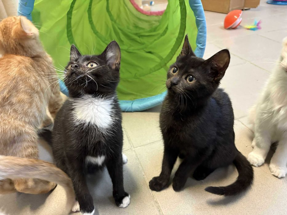 Czarna piękność do adopcji