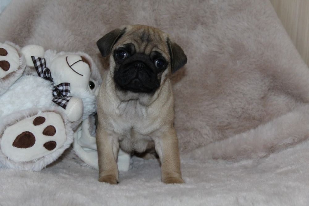 Розкішні мопсики