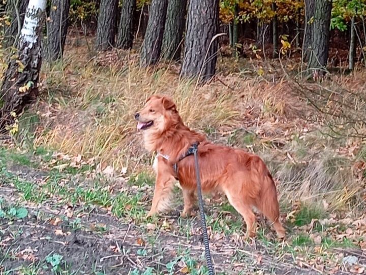 Zaginął pies widoczny na zdjęciu