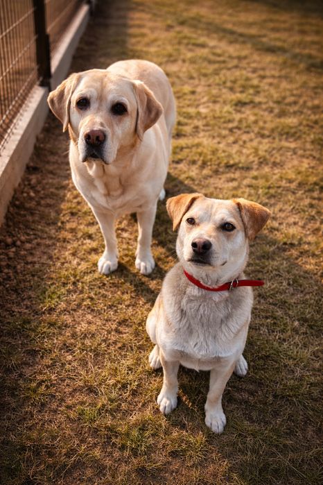 Mikrolabladorek- szuka domku