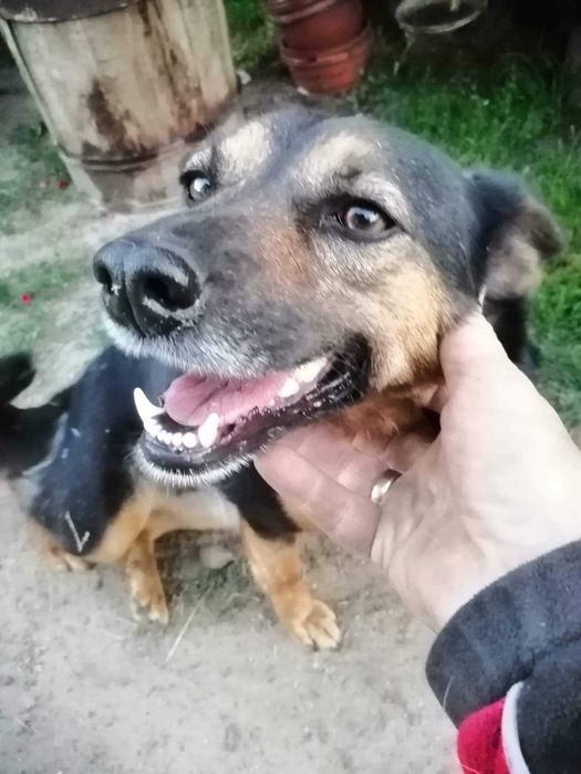 Sierotka z Radys ,7-letnia sunia Pestka szuka domu