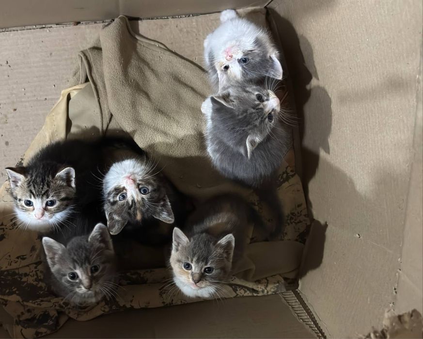 Отдам котят в хорошие руки