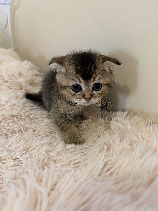 Шотландські кошенята золота шиншила